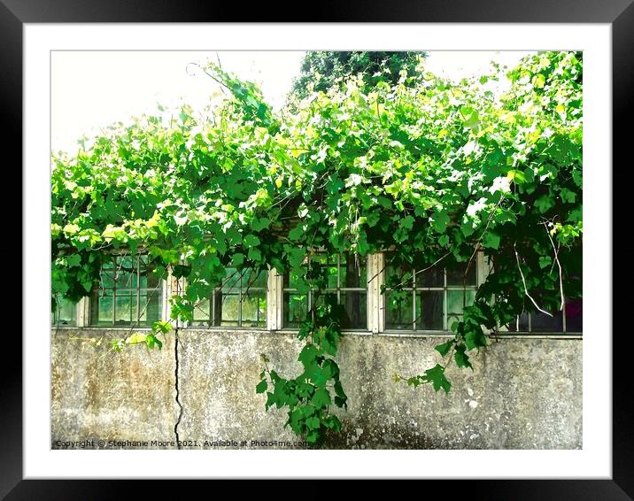 Overgrown green house in Fermanagh, Derry Framed Mounted Print by Stephanie Moore