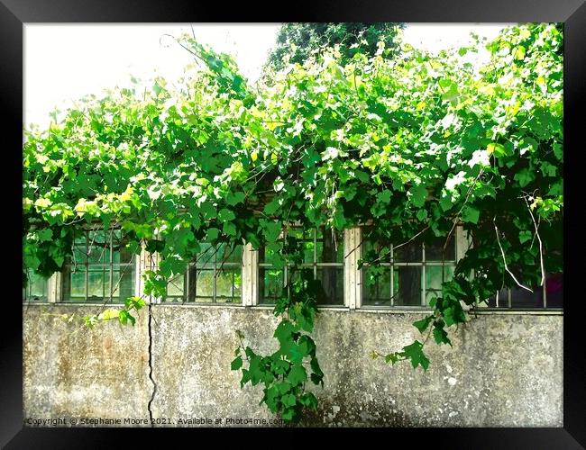 Overgrown green house in Fermanagh, Derry Framed Print by Stephanie Moore