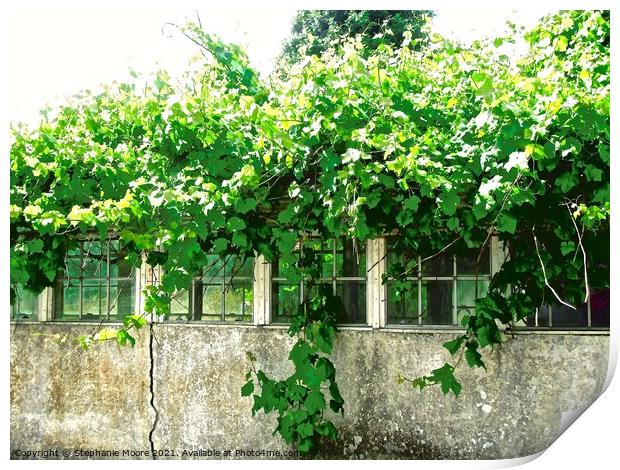 Overgrown green house in Fermanagh, Derry Print by Stephanie Moore