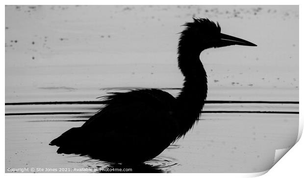 A Natural Silhouette Of A Grey Heron Print by Ste Jones