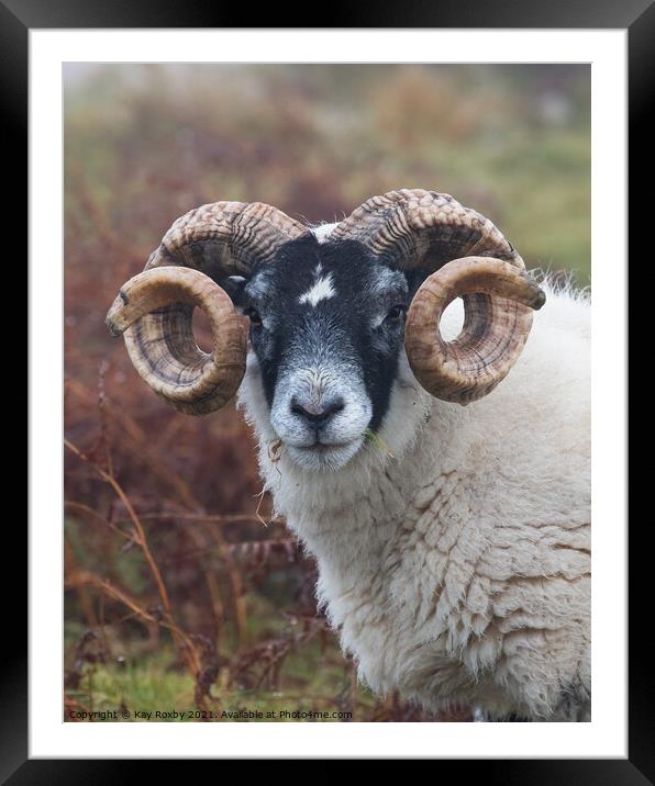 Blackface sheep portrait Framed Mounted Print by Kay Roxby