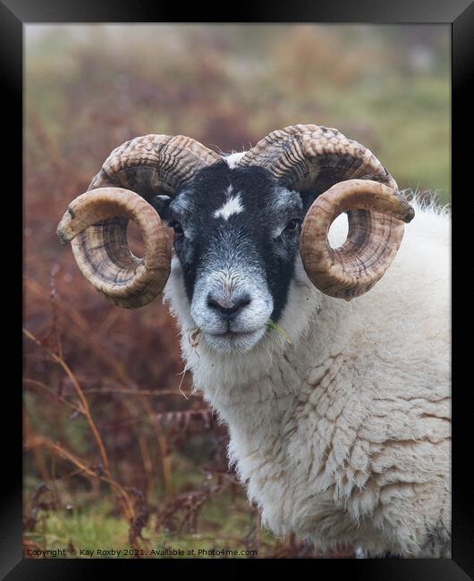 Blackface sheep portrait Framed Print by Kay Roxby