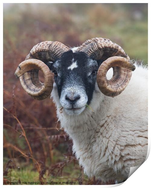 Blackface sheep portrait Print by Kay Roxby