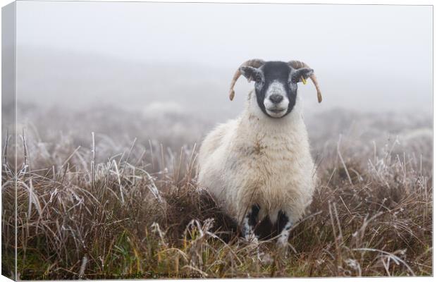 Blackface Sheep in frosted grass Scotland Canvas Print by Kay Roxby