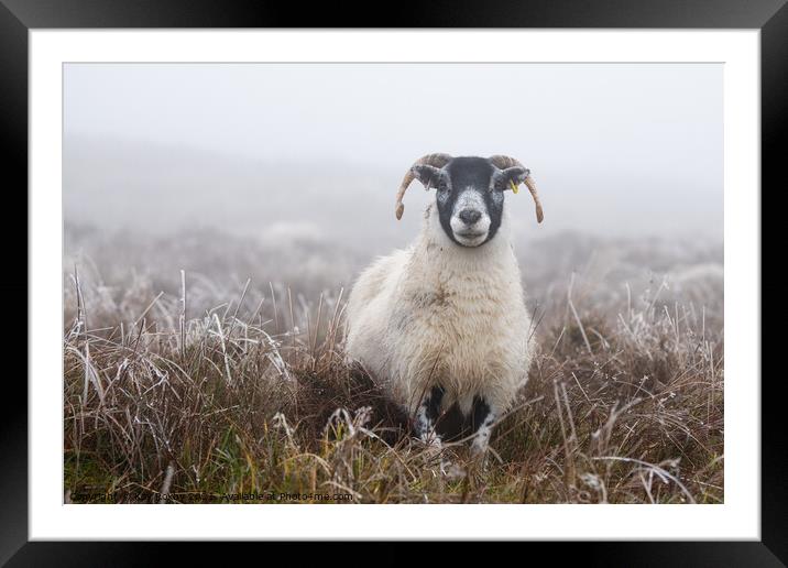 Blackface Sheep in frosted grass Scotland Framed Mounted Print by Kay Roxby