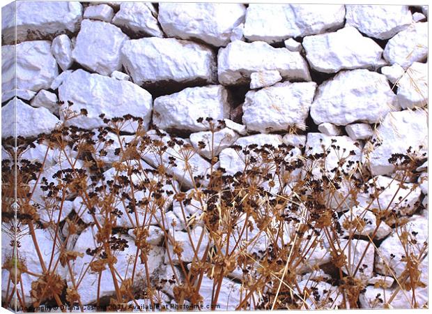 White wall, Greek Island Canvas Print by DEE- Diana Cosford