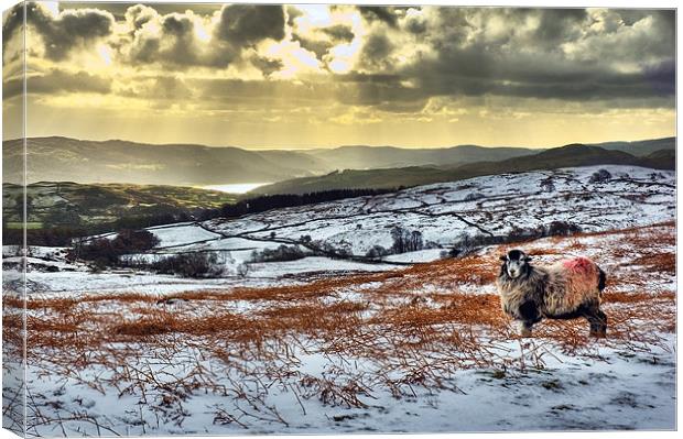 Coniston Sheep Canvas Print by Jason Connolly