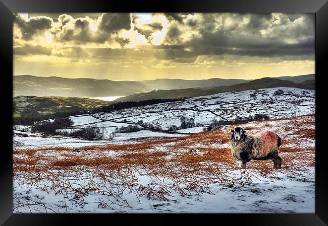 Coniston Sheep Framed Print by Jason Connolly