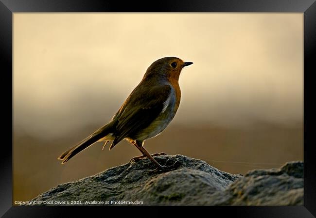 Robin redbreast Framed Print by Cecil Owens