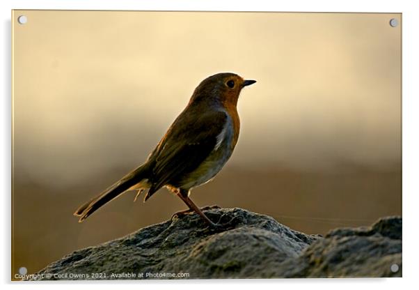 Robin redbreast Acrylic by Cecil Owens