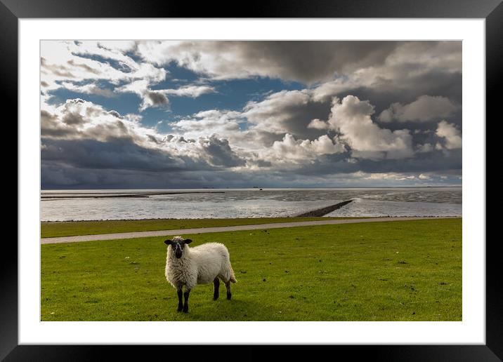Sheep Sky Framed Mounted Print by Thomas Schaeffer