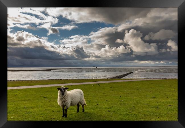 Sheep Sky Framed Print by Thomas Schaeffer