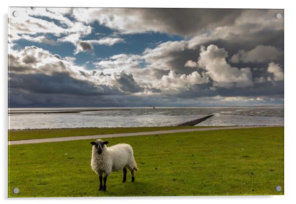 Sheep Sky Acrylic by Thomas Schaeffer
