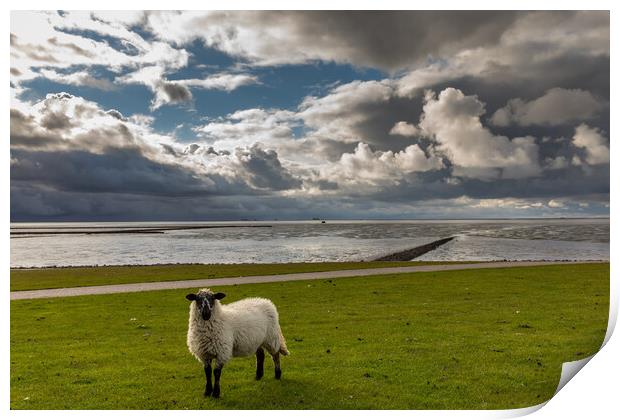 Sheep Sky Print by Thomas Schaeffer