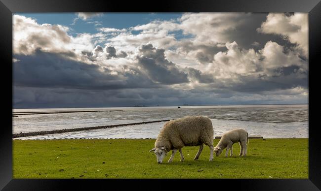 Sheep Sky Framed Print by Thomas Schaeffer