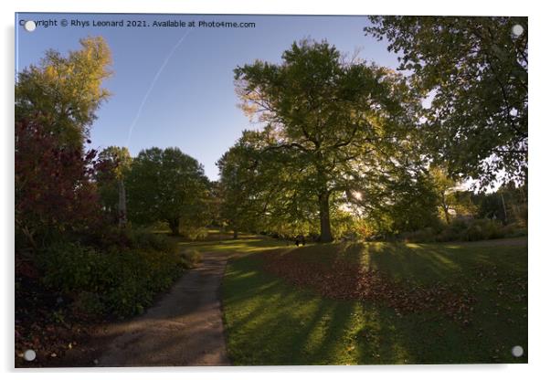 Sun shines through a deciduous tree in sheffield botanical gardens Acrylic by Rhys Leonard