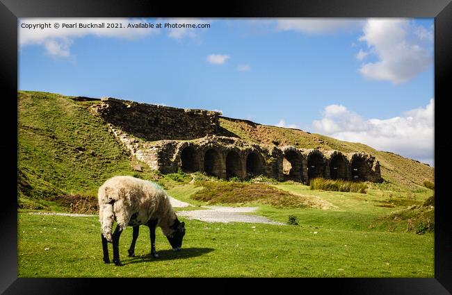 Sheep Grazing Rosedale Yorkshire Moors Framed Print by Pearl Bucknall