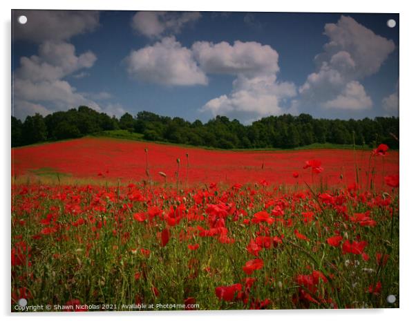 Poppy Field in Bewdley Worcestershire Acrylic by Shawn Nicholas