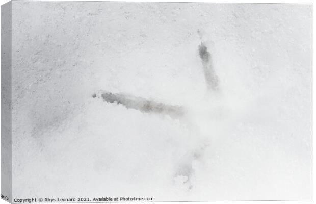 Close up of a birds footprint in deep snow, belongs to a pheasant Canvas Print by Rhys Leonard