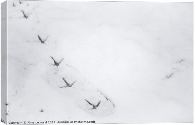 Background snow texture, with fresh pheasant footprint trail Canvas Print by Rhys Leonard