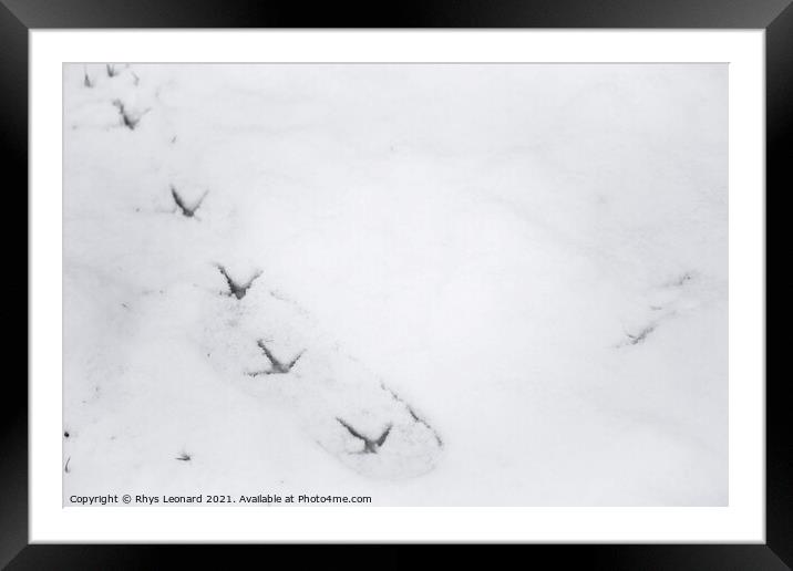 Background snow texture, with fresh pheasant footprint trail Framed Mounted Print by Rhys Leonard