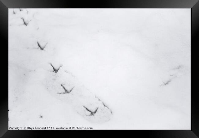 Background snow texture, with fresh pheasant footprint trail Framed Print by Rhys Leonard