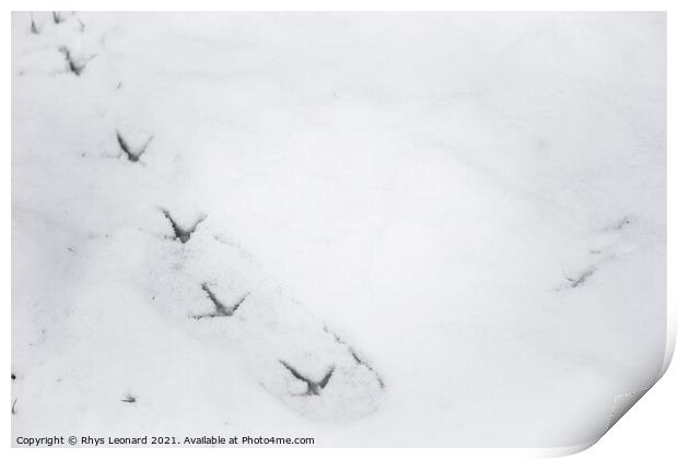 Background snow texture, with fresh pheasant footprint trail Print by Rhys Leonard