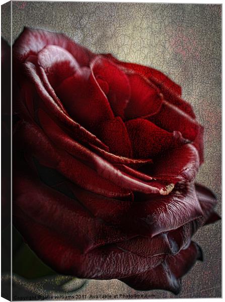 The Rose Canvas Print by julie williams