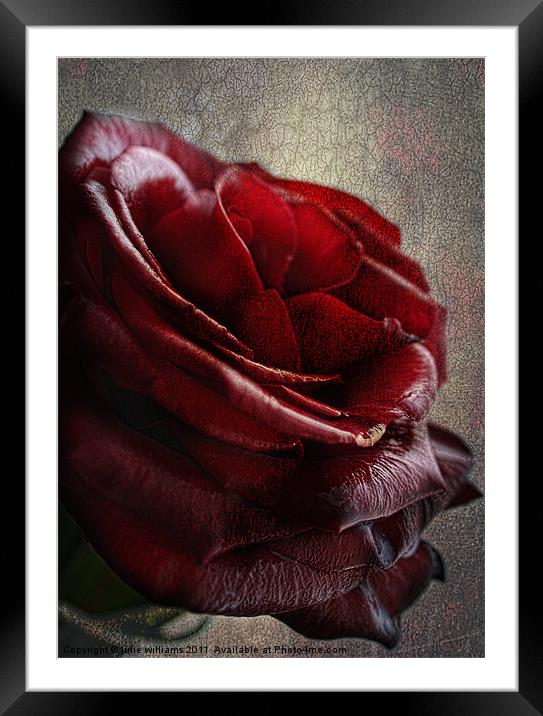 The Rose Framed Mounted Print by julie williams