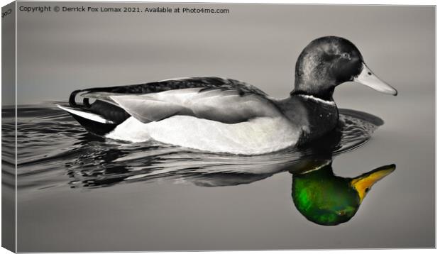 Mallard bird on calm water Canvas Print by Derrick Fox Lomax