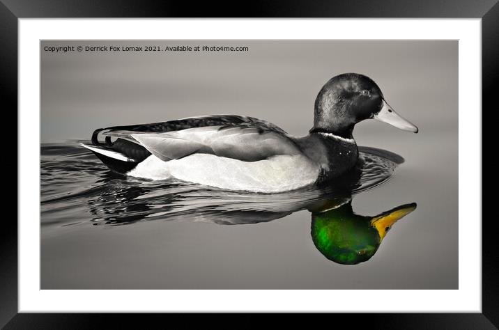 Mallard bird on calm water Framed Mounted Print by Derrick Fox Lomax