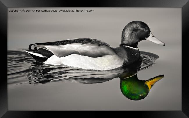 Mallard bird on calm water Framed Print by Derrick Fox Lomax