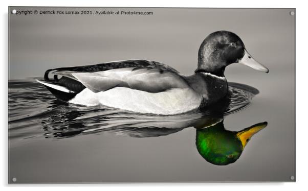 Mallard bird on calm water Acrylic by Derrick Fox Lomax