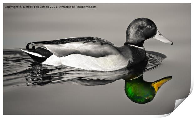 Mallard bird on calm water Print by Derrick Fox Lomax