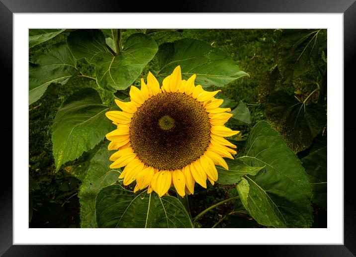 Sunflower Framed Mounted Print by Gerry Walden LRPS