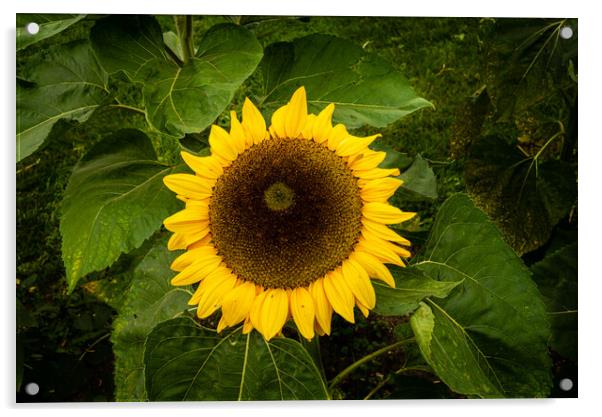 Sunflower Acrylic by Gerry Walden LRPS