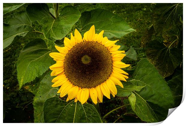 Sunflower Print by Gerry Walden LRPS