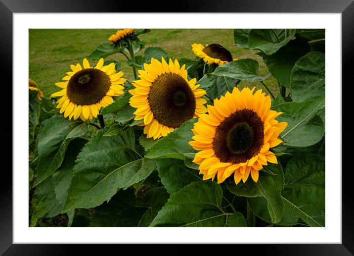 Sunflowers Framed Mounted Print by Gerry Walden LRPS