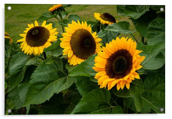 Sunflowers Acrylic by Gerry Walden LRPS