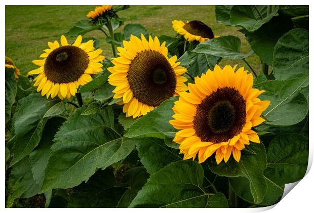 Sunflowers Print by Gerry Walden LRPS