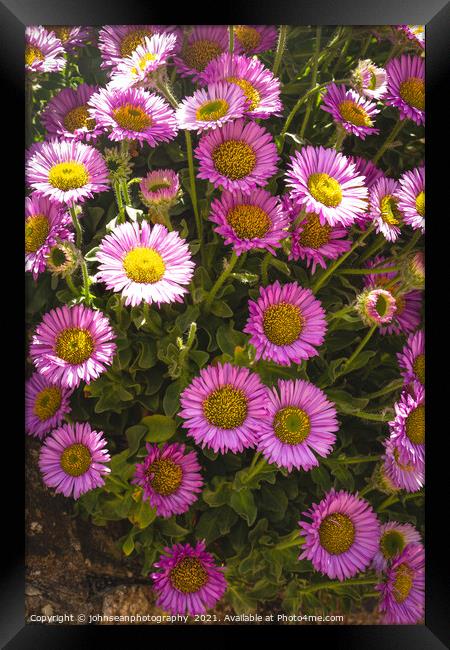 Michaelmas Daisies or Asters, growing freely in a wall along the roadside in Sidmouth, Devon Framed Print by johnseanphotography 