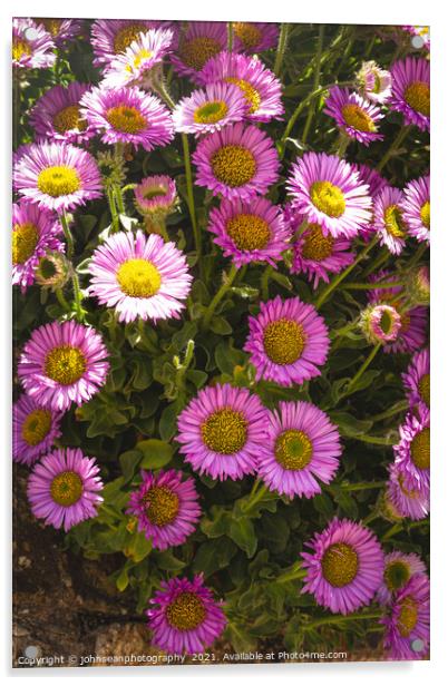 Michaelmas Daisies or Asters, growing freely in a wall along the roadside in Sidmouth, Devon Acrylic by johnseanphotography 