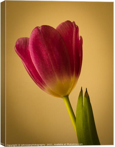 Study of a fine red-pink tulip against a yellow background Canvas Print by johnseanphotography 