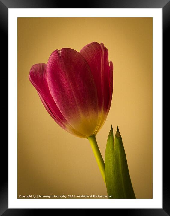 Study of a fine red-pink tulip against a yellow background Framed Mounted Print by johnseanphotography 