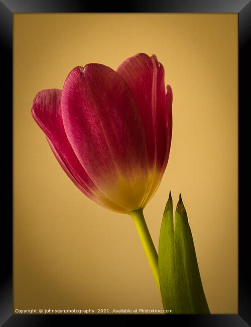 Study of a fine red-pink tulip against a yellow background Framed Print by johnseanphotography 