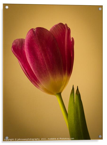 Study of a fine red-pink tulip against a yellow background Acrylic by johnseanphotography 