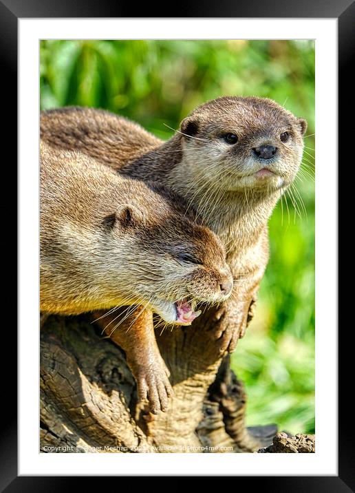 Fierce Asian Otter Duo Framed Mounted Print by Roger Mechan