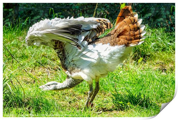 Regal Display of Great Bustard Print by Roger Mechan