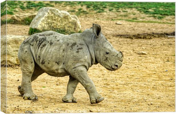 Confident Stride of Baby Rhino Canvas Print by Roger Mechan