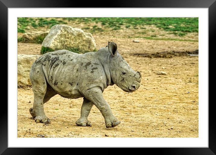 Confident Stride of Baby Rhino Framed Mounted Print by Roger Mechan